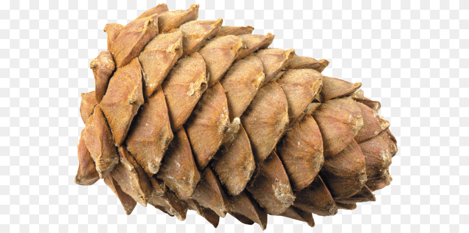 Pine Cone, Conifer, Plant, Tree, Animal Free Png Download