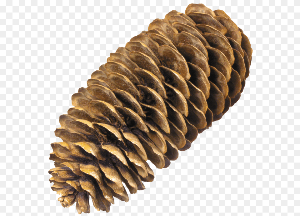 Pine Cone, Conifer, Plant, Tree, Larch Free Transparent Png