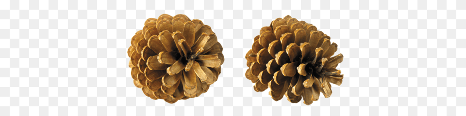 Pine Cone, Conifer, Plant, Tree, Larch Free Transparent Png