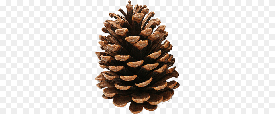 Pine Cone, Conifer, Plant, Tree, Larch Free Png