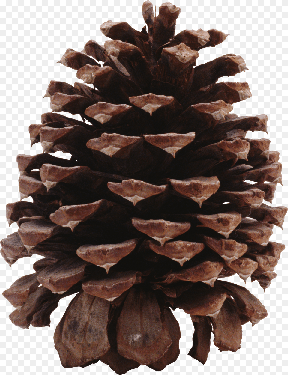 Pine Cone, Conifer, Plant, Tree, Wood Png Image