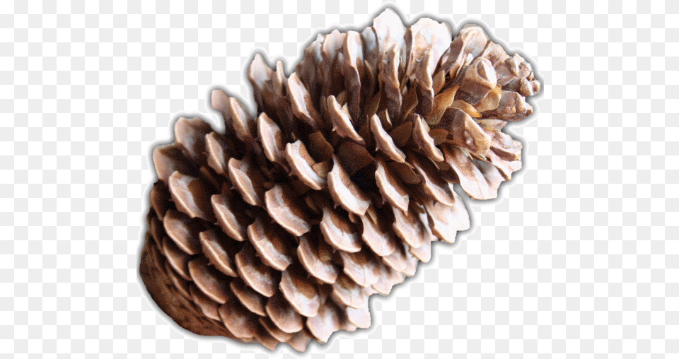 Pine Cone, Conifer, Plant, Tree, Fungus Free Png