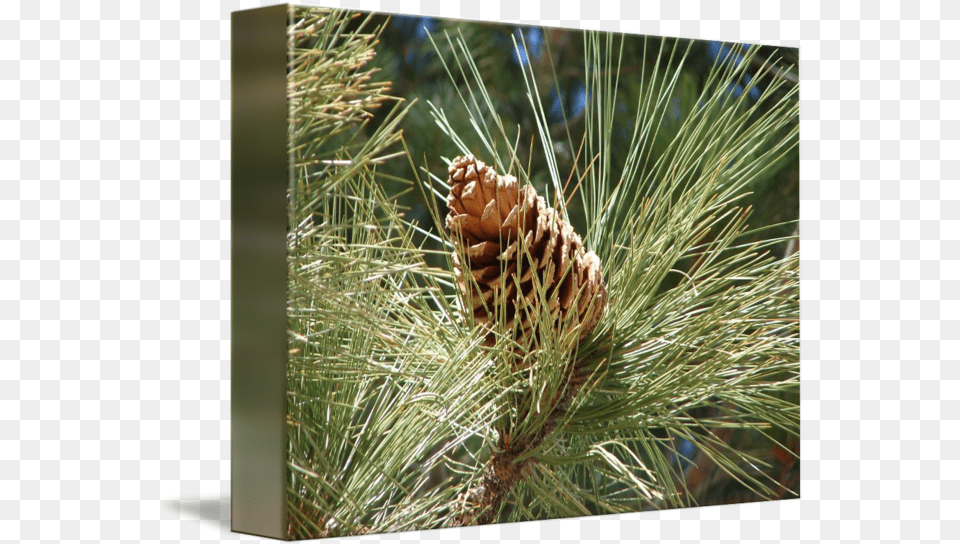 Pine Cone And Tassel By Bob Travis Conifer Cone, Plant, Tree, Fir, Pollen Png Image