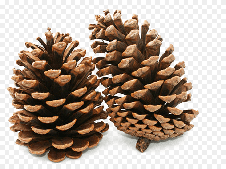 Pine Cone Background Image Many Types Of Cone Bearing Plants, Conifer, Plant, Tree, Wood Png