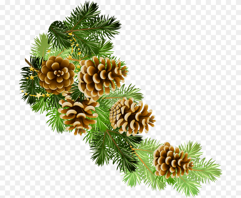 Pine Cone Border Clip Art, Conifer, Larch, Plant, Tree Png Image