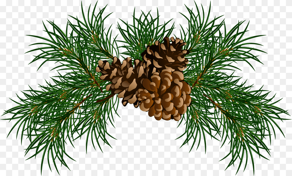 Pine Cone Branch Pine Cones Clip Art, Conifer, Fir, Plant, Tree Png Image