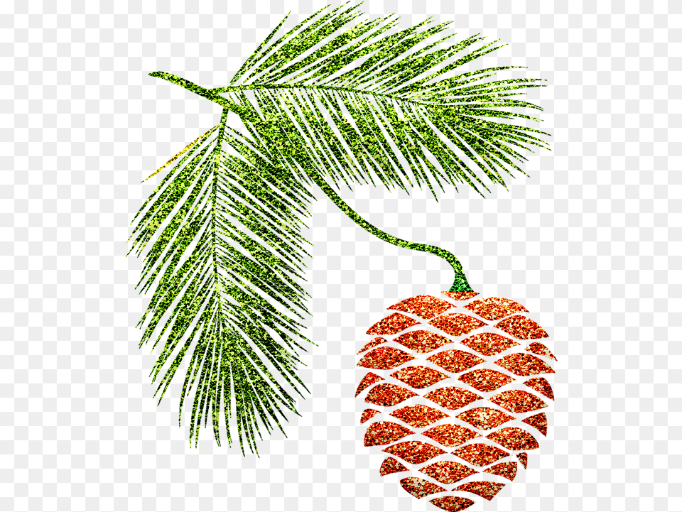 Pine Cone Branches Autumn Pine, Conifer, Plant, Tree, Berry Free Png Download