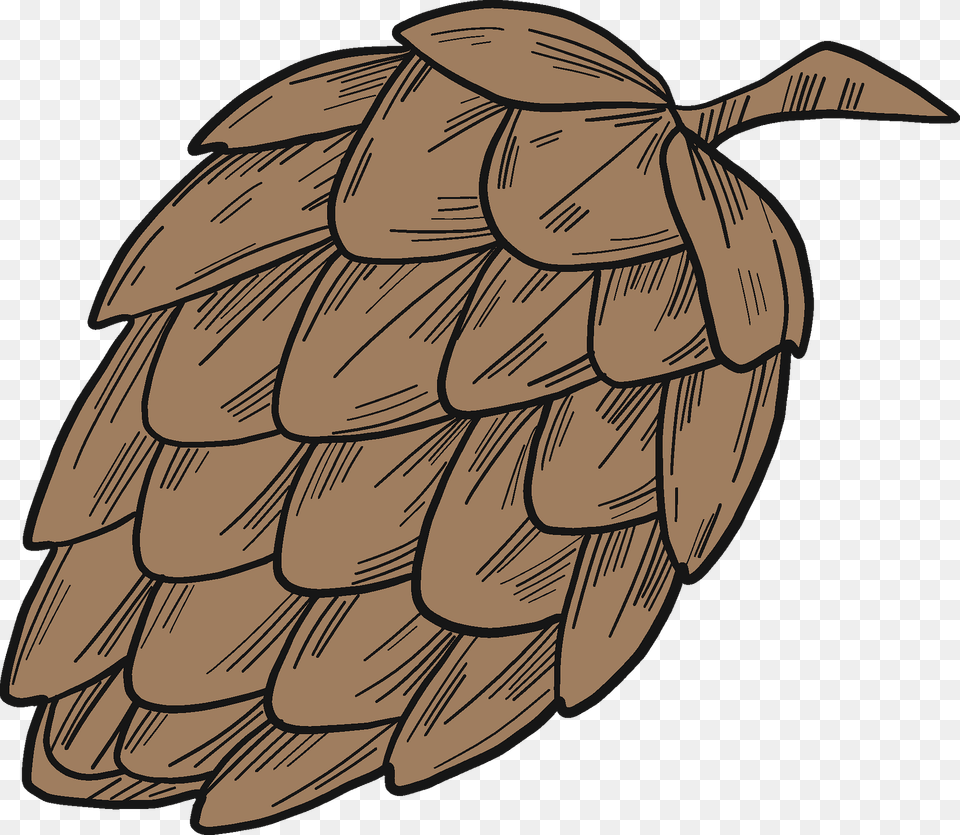 Pine Cone Clipart, Plant, Tree, Conifer, Person Png