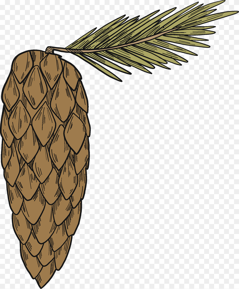 Pine Cone Clipart, Conifer, Plant, Tree, Larch Free Transparent Png