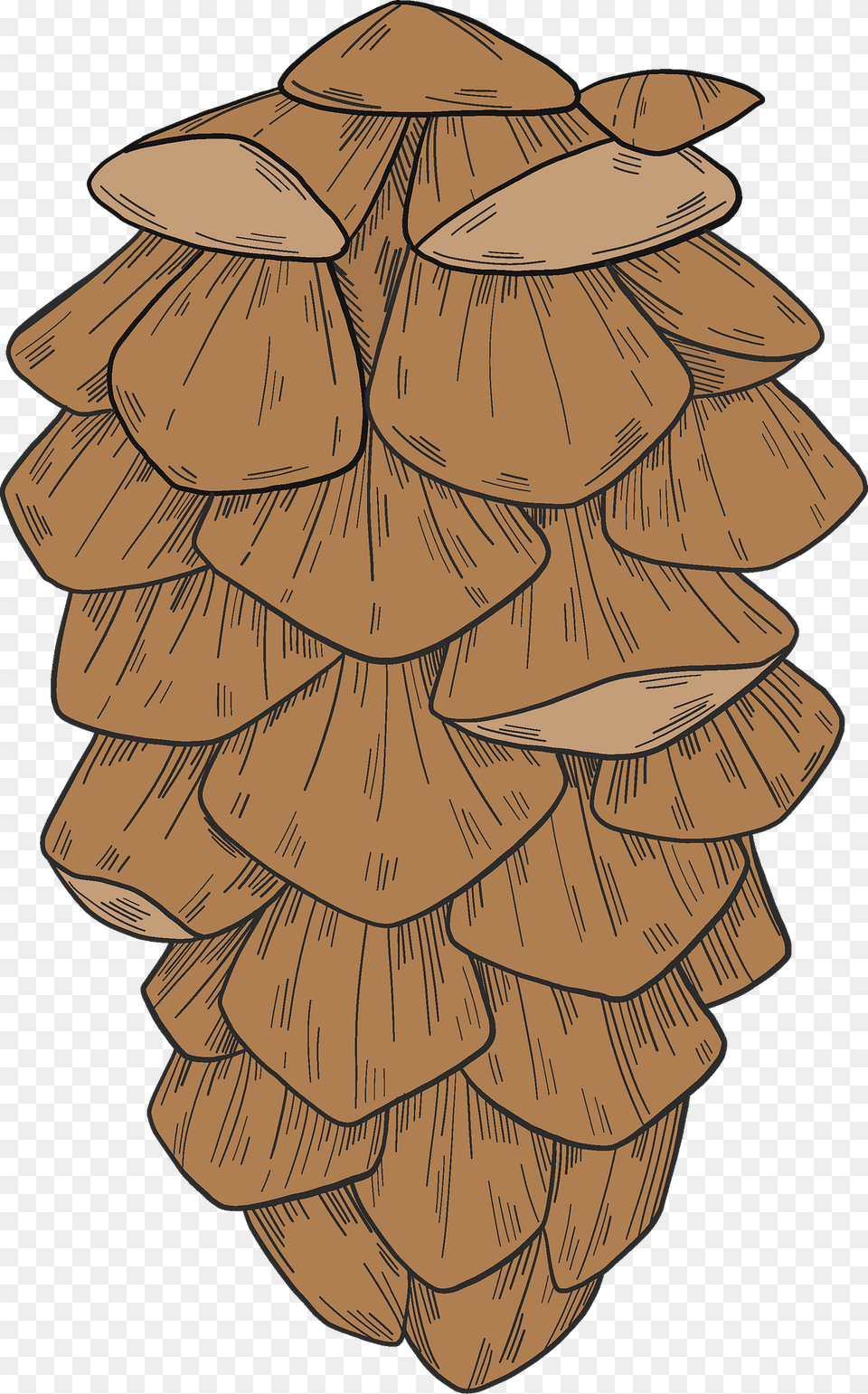 Pine Cone Clipart, Plant, Tree, Wood, Person Png Image