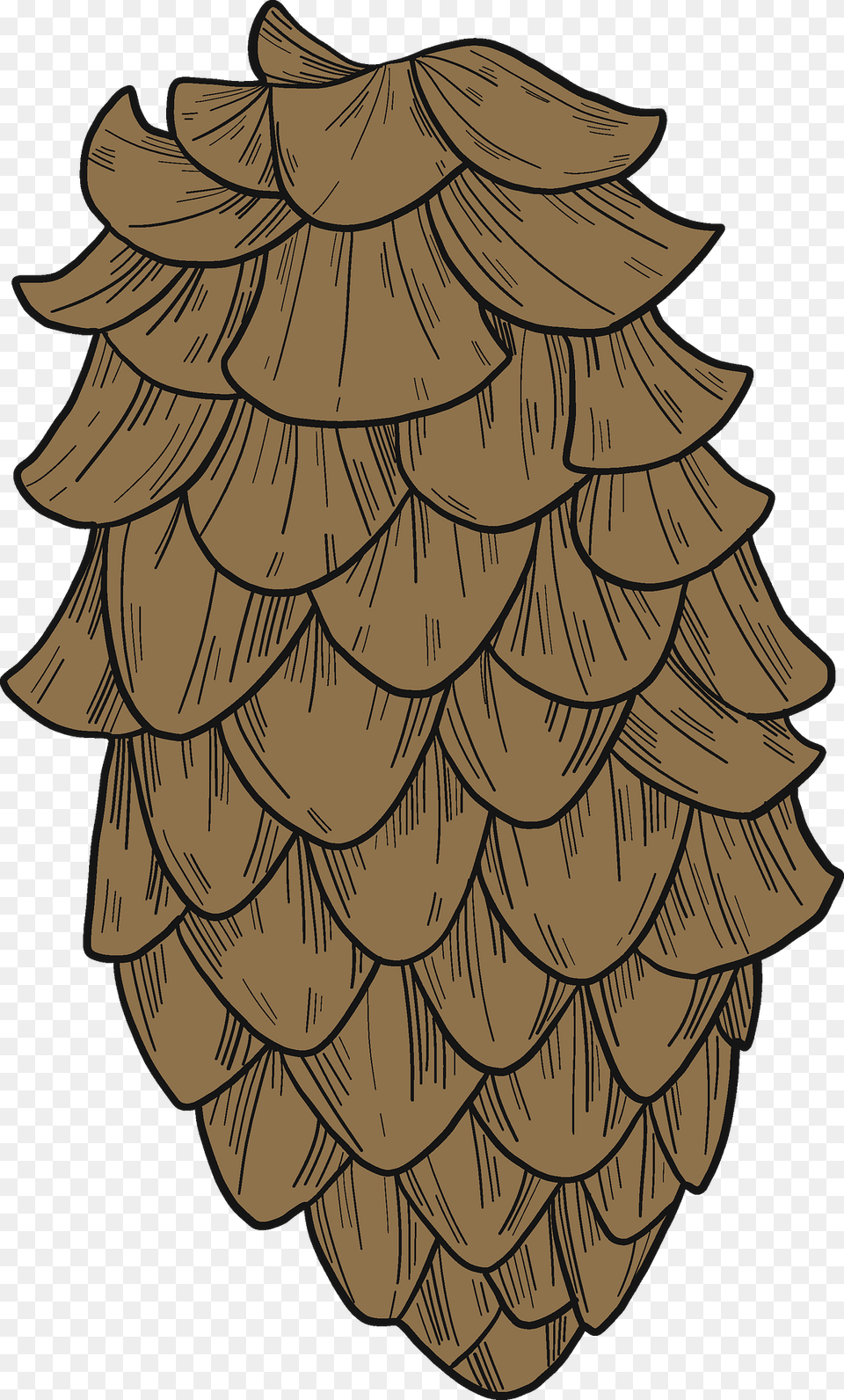 Pine Cone Clipart, Conifer, Plant, Tree, Person Free Png Download