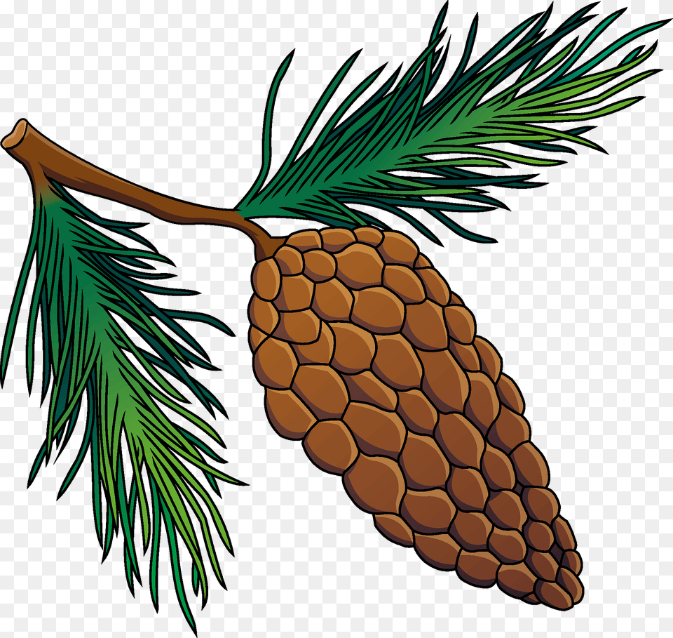 Pine Cone Clipart, Conifer, Larch, Plant, Tree Free Transparent Png
