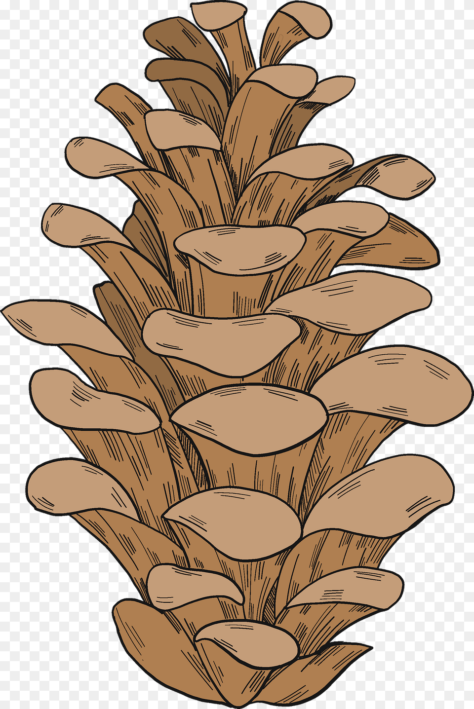 Pine Cone Clipart, Wood, Plant, Tree, Fungus Free Png