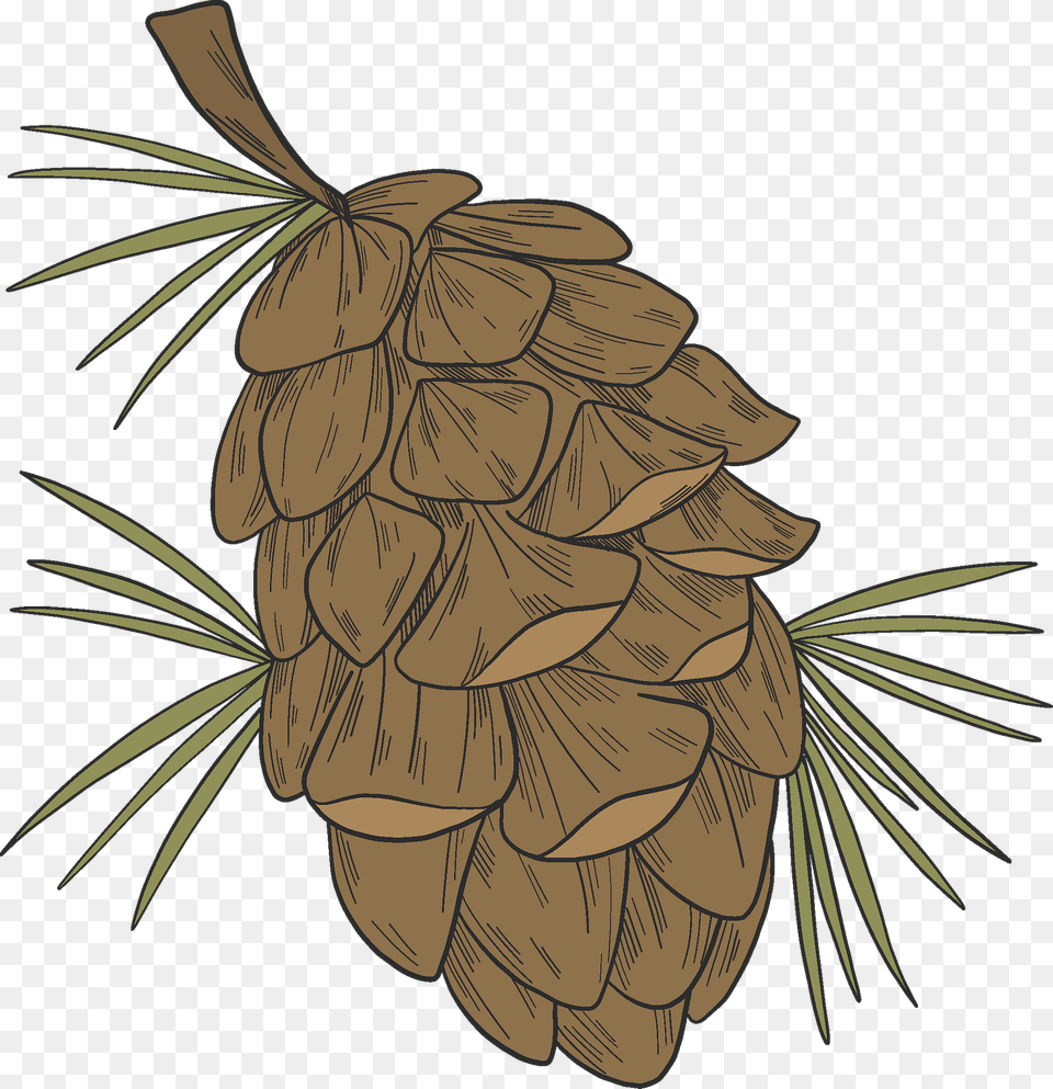 Pine Cone Clipart, Conifer, Larch, Plant, Tree Free Png