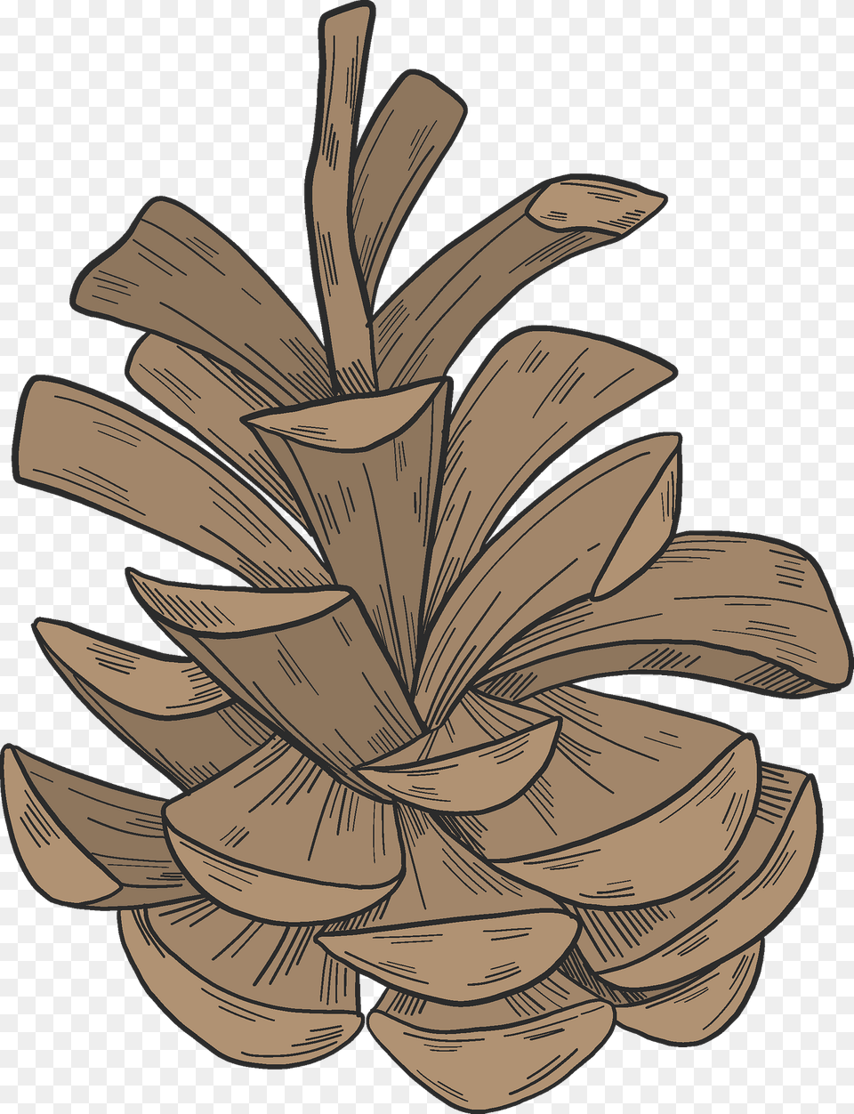 Pine Cone Clipart, Plant, Tree, Wood, Conifer Png Image
