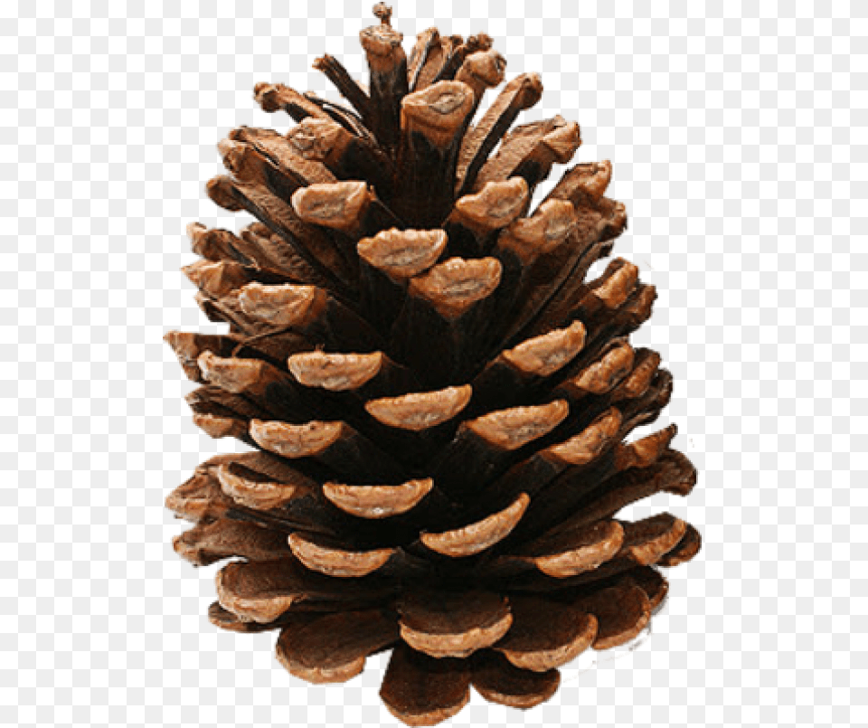 Pine Cone Clipart Download Clip Art Pine Cone, Tree, Conifer, Plant, Seafood Free Transparent Png