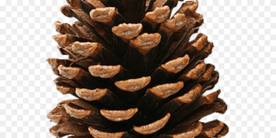 Pine Cone Clipart Transparent, Conifer, Plant, Tree, Wood Free Png Download