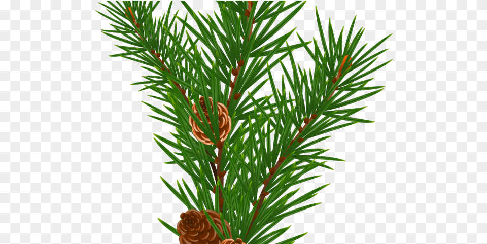 Pine Cone Clipart Transparent Clip Art, Conifer, Plant, Tree, Fir Free Png