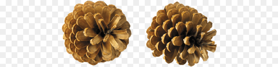 Pine Cone Pine Trees Cone, Conifer, Plant, Tree, Larch Free Png Download