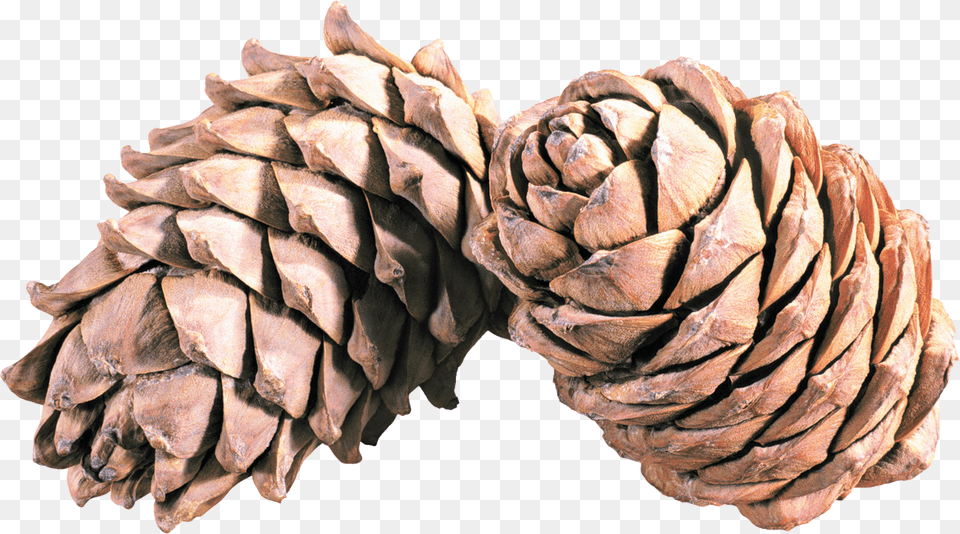 Pine Cone Duo, Conifer, Larch, Plant, Tree Free Png Download