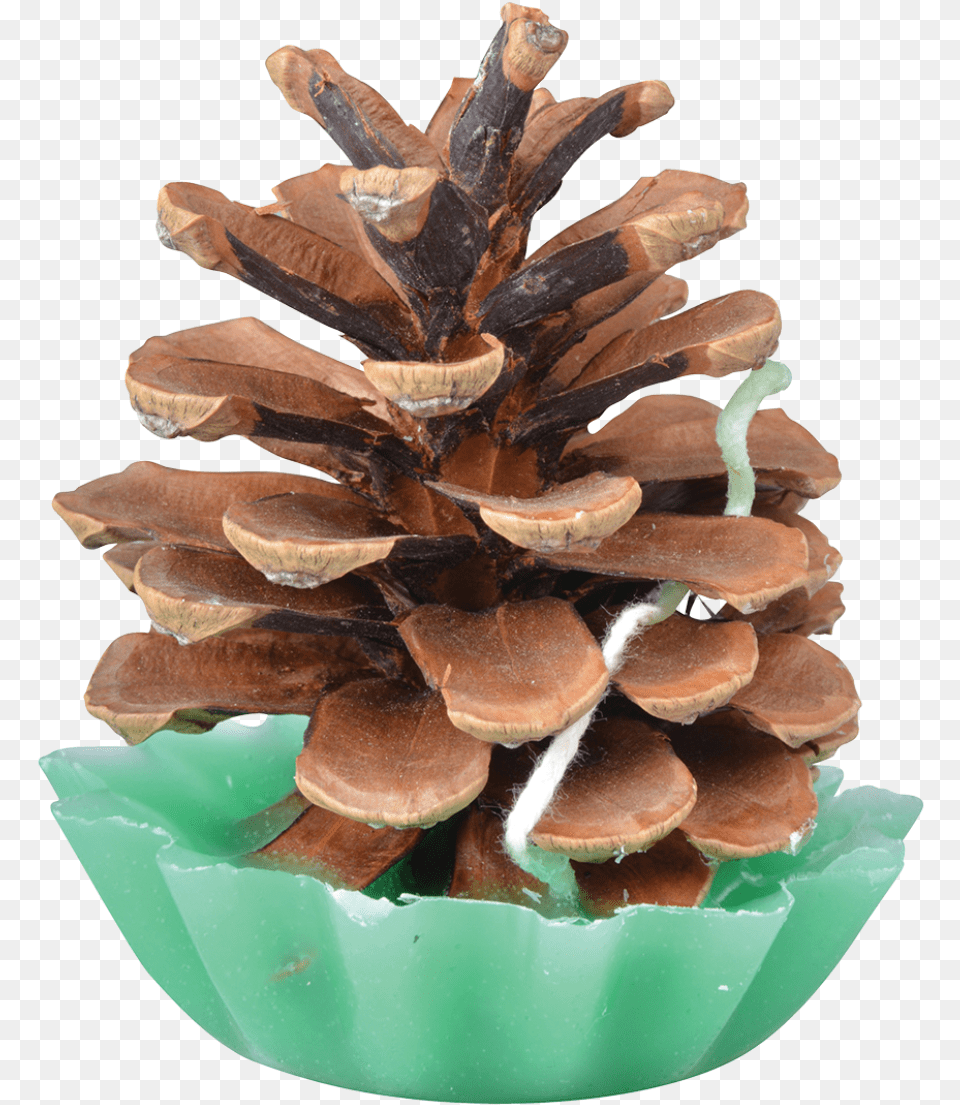 Pine Cone Fire Starters Esschert Design Conifer Cone, Plant, Tree, Fungus, Mushroom Free Transparent Png