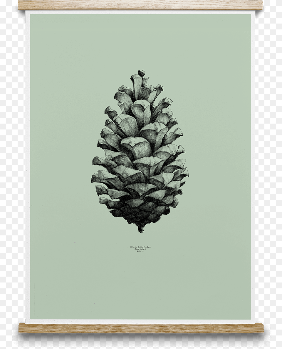 Pine Cone Form Us With Love Drawing Thin Pine Cone, Conifer, Plant, Tree, Fir Free Png Download