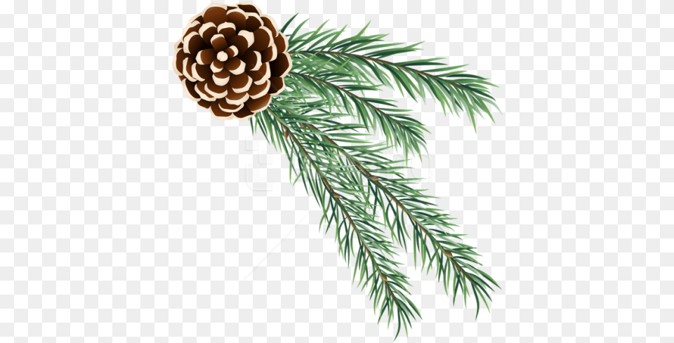 Pine Cone Download Christmas Pine Cone, Conifer, Plant, Tree, Fir Free Png