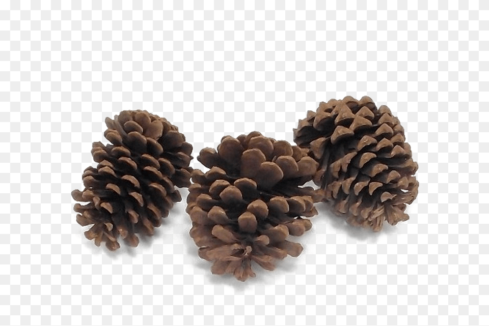 Pine Cone High Quality Mexican Pinyon, Conifer, Plant, Tree, Larch Free Transparent Png