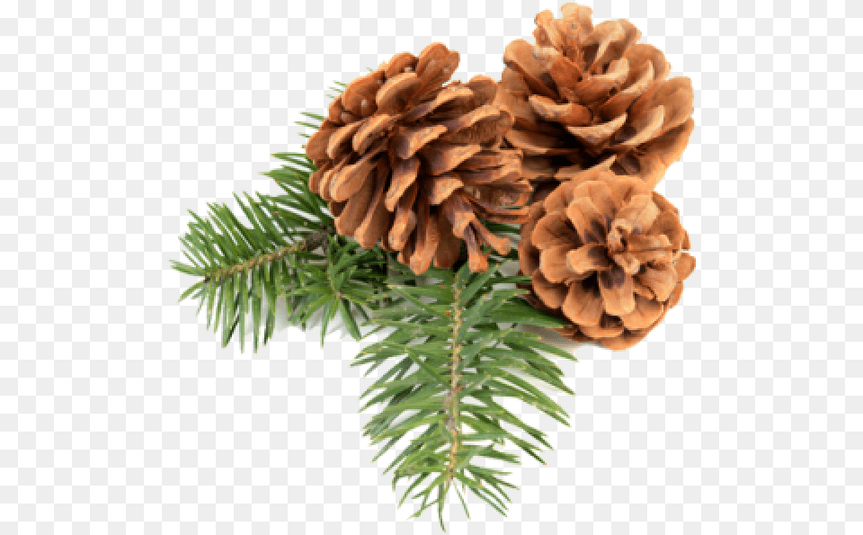 Pine Cone Icon Free Transparent Pine Cone, Conifer, Fir, Plant, Tree Png