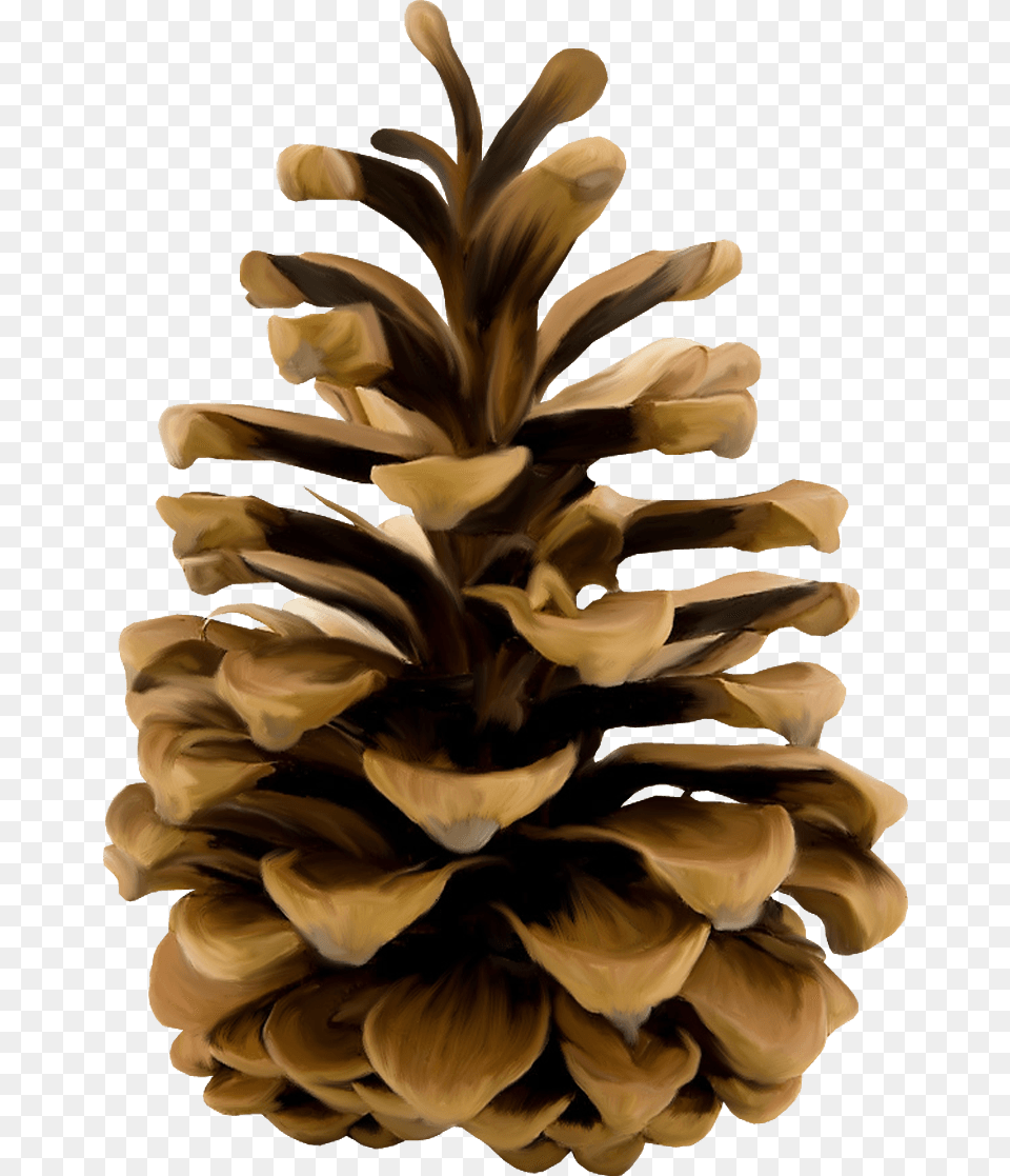 Pine Cone Illustration, Conifer, Plant, Tree, Wood Png Image