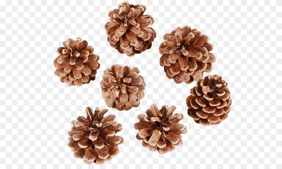 Pine Cone Image Artificial Flower, Conifer, Plant, Tree, Larch Png