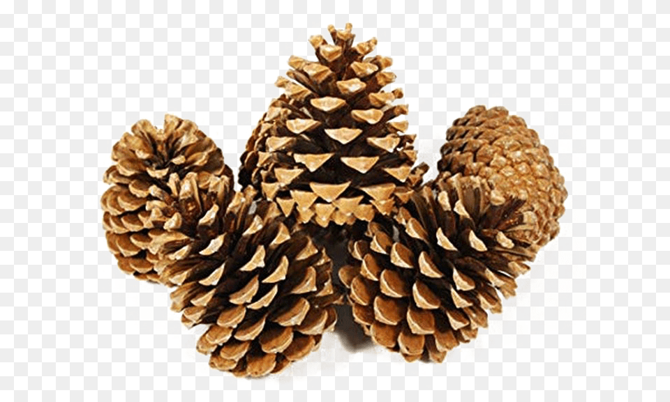 Pine Cone Pine Cones, Conifer, Plant, Tree, Larch Png Image