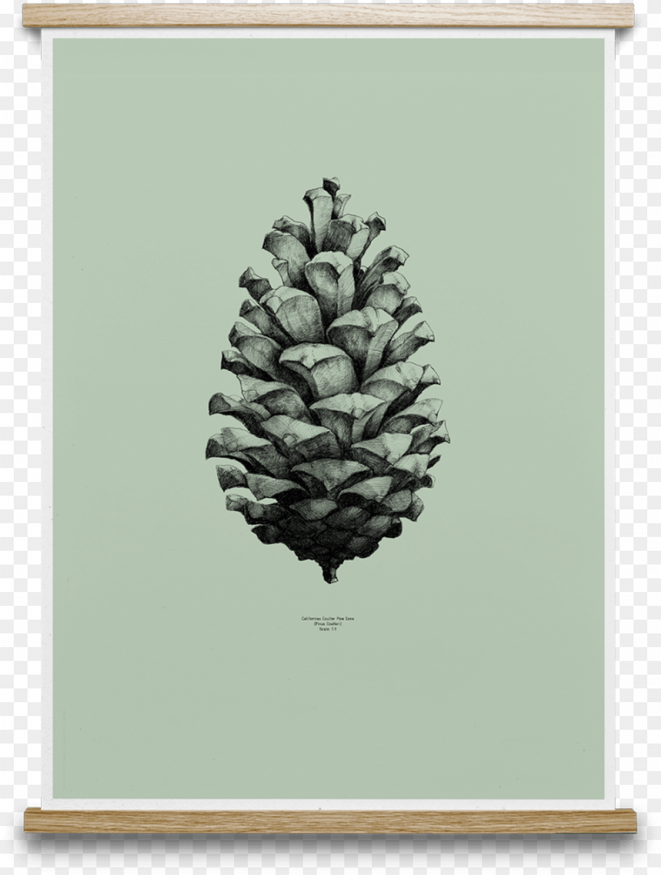 Pine Cone Mint Drawing Thin Pine Cone, Conifer, Plant, Tree, Fir Png Image