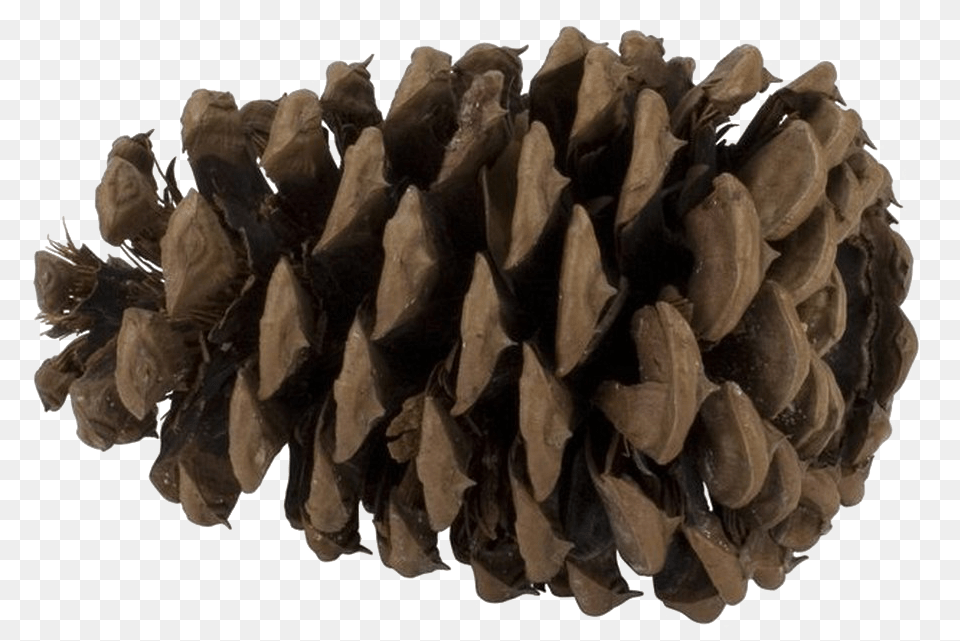 Pine Cone Photo Pine Tree Seed, Conifer, Plant, Adult, Male Free Png Download