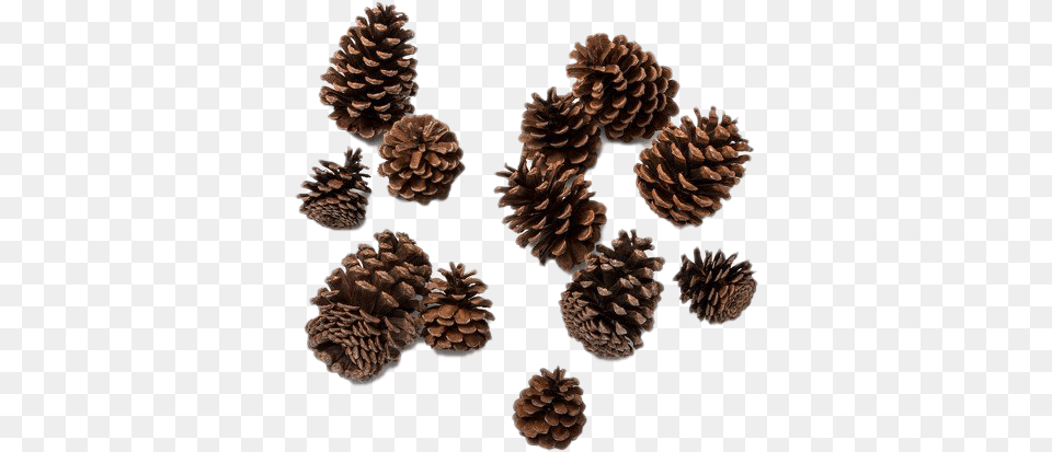 Pine Cone Photos Christmas Pine Cone, Conifer, Plant, Tree, Larch Png Image