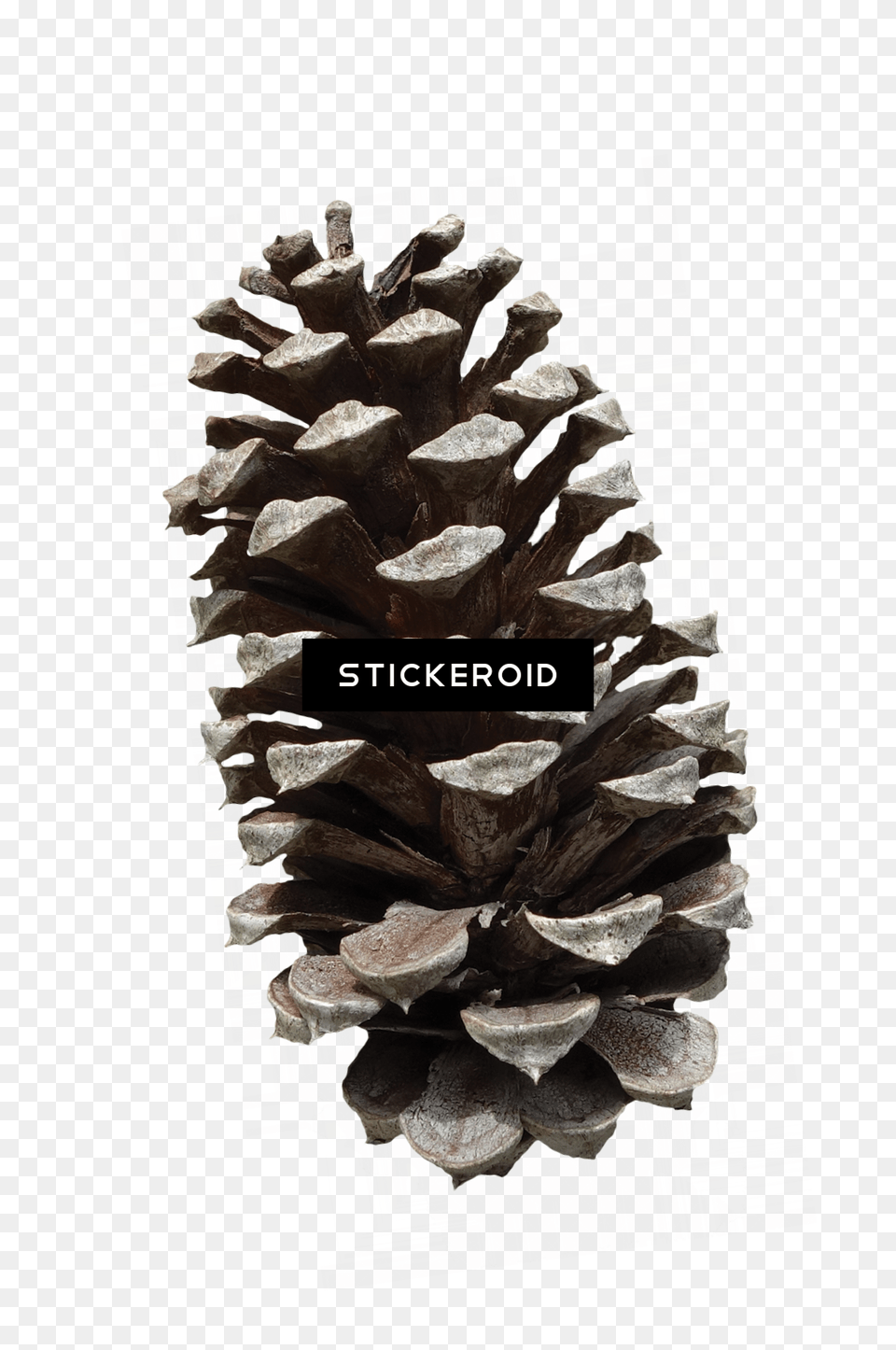 Pine Cone Pinus Fruit, Fir, Plant, Tree, Art Png