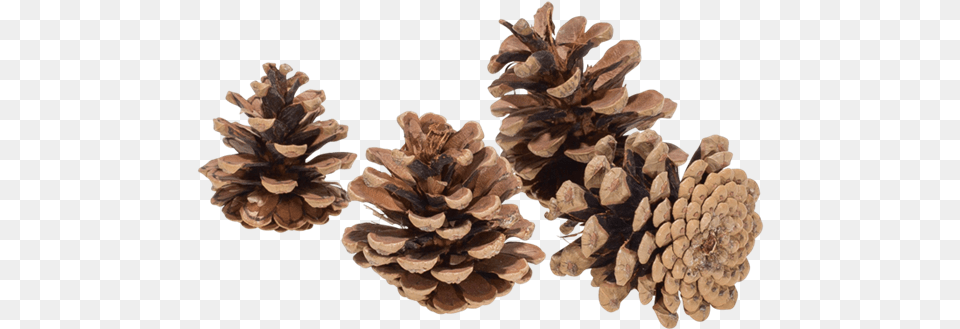 Pine Cone Pomme De Pin, Conifer, Plant, Tree, Larch Png Image