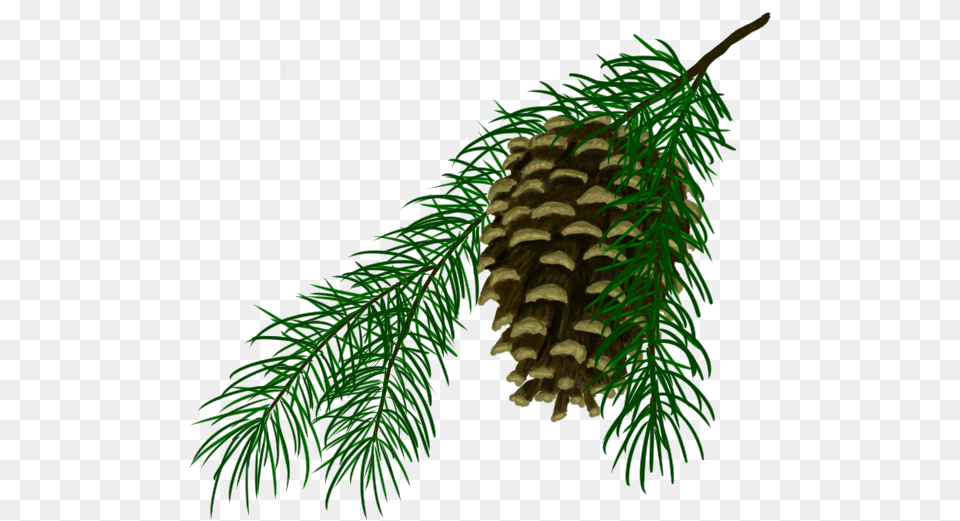 Pine Cone Pond Pine, Conifer, Fir, Plant, Tree Free Transparent Png