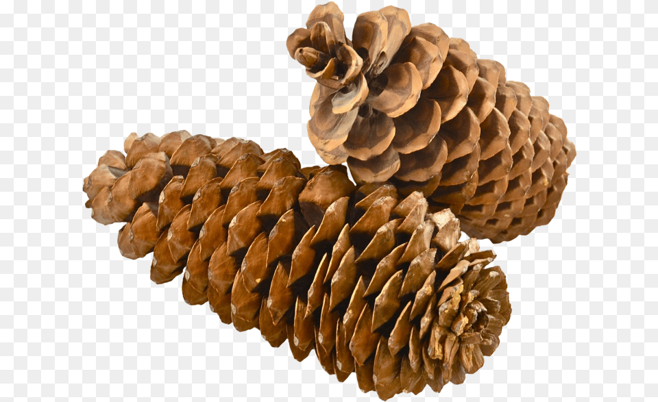 Pine Cone Portable Network Graphics, Conifer, Larch, Plant, Tree Png Image