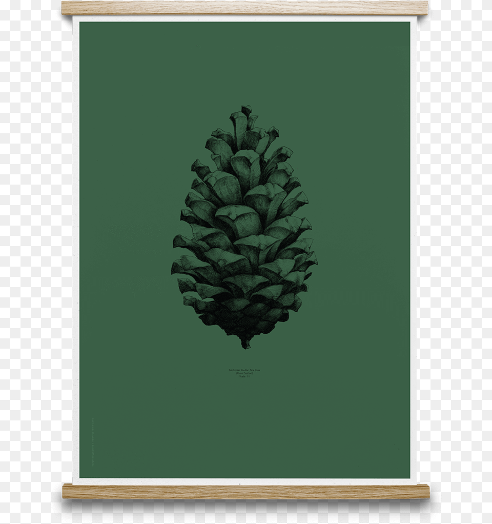 Pine Cone Print Plant, Tree, Conifer, Fir Free Transparent Png