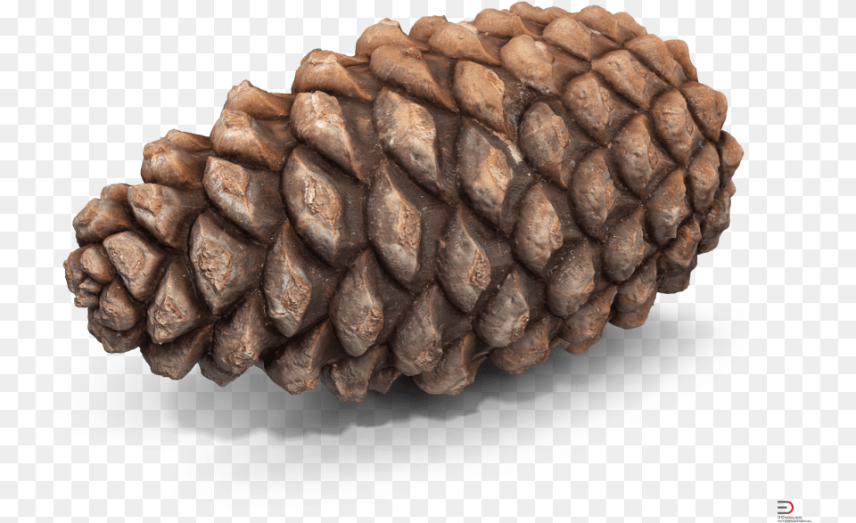 Pine Cone Royalty 3d Model Pine Cone 3d Model Conifer, Plant, Tree, Larch Free Transparent Png