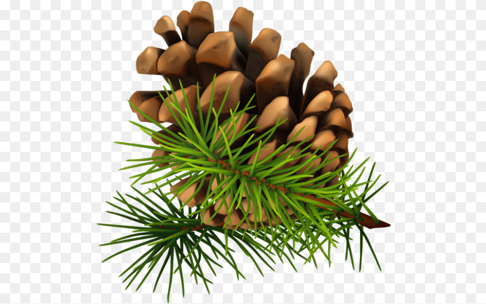 Pine Cone Transparent, Conifer, Plant, Tree, Fir Png