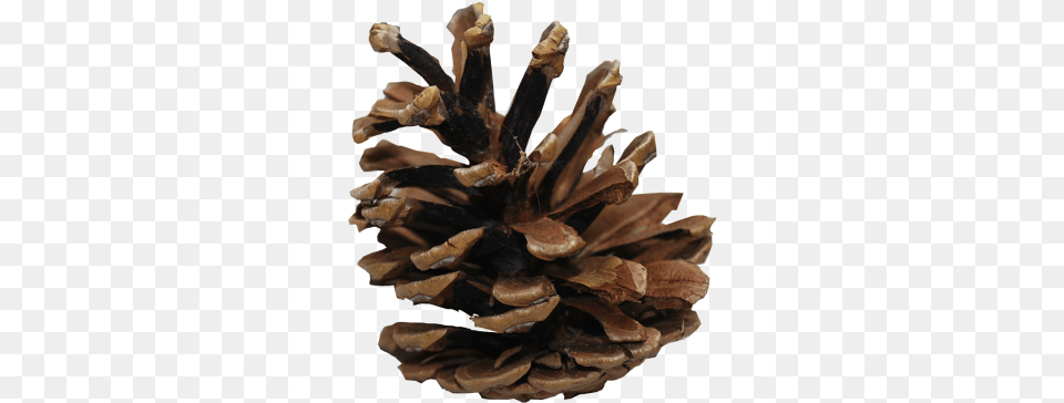 Pine Cone Conifer, Plant, Tree, Wood Free Transparent Png