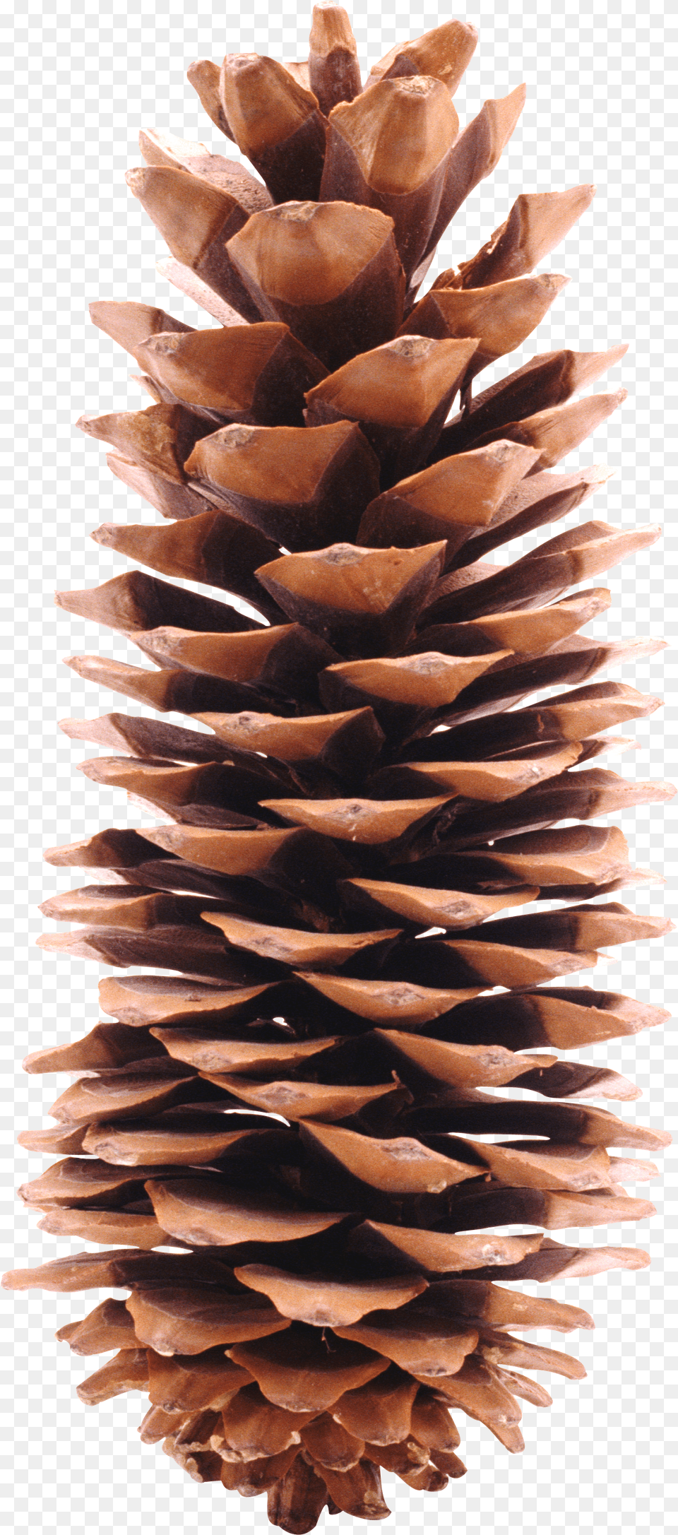 Pine Cone Transparent Background Png