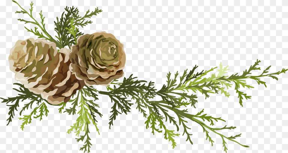 Pine Cone Background Pine Branch Watercolor, Conifer, Flower, Plant, Rose Free Transparent Png