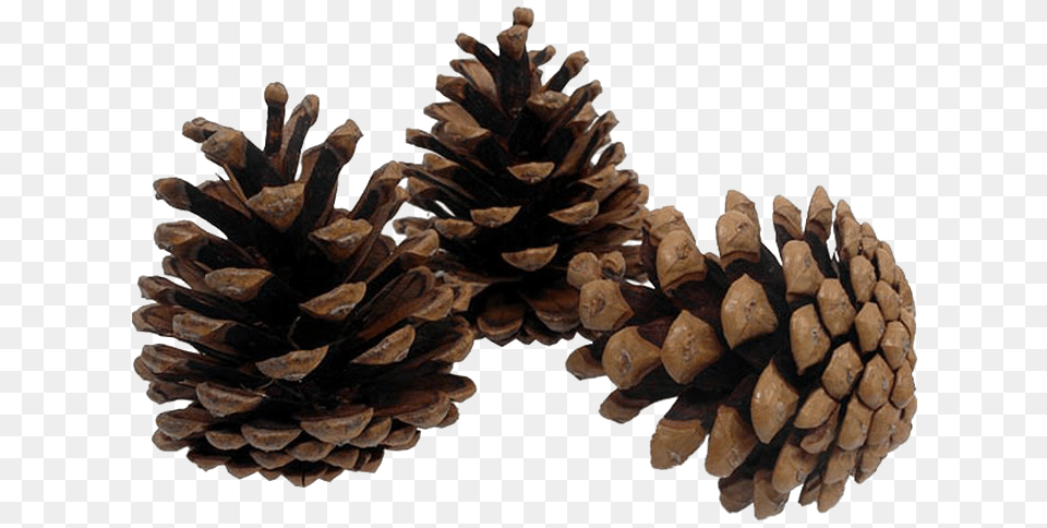 Pine Cone Background Pine Cone, Conifer, Plant, Tree, Larch Free Transparent Png