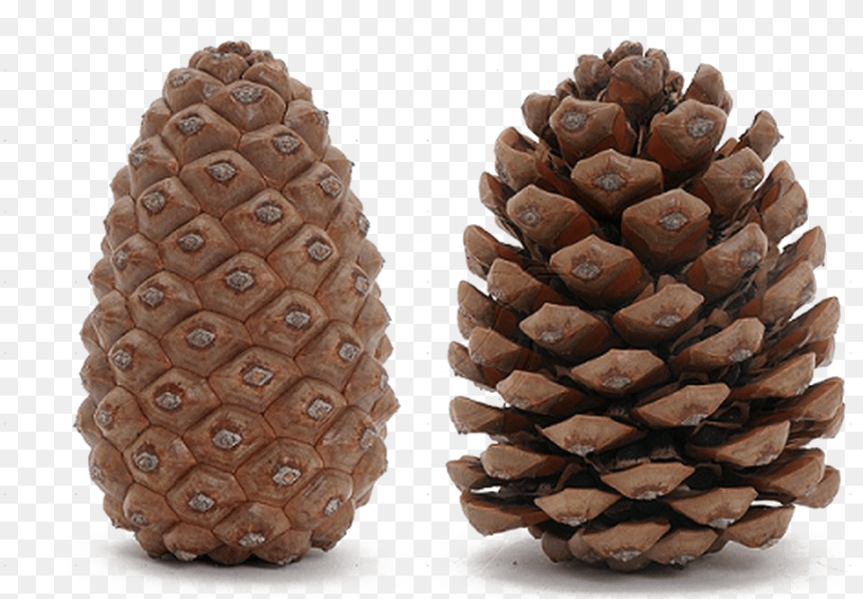 Pine Cone Image Open And Closed Pine Cones, Conifer, Plant, Tree, Animal Free Transparent Png