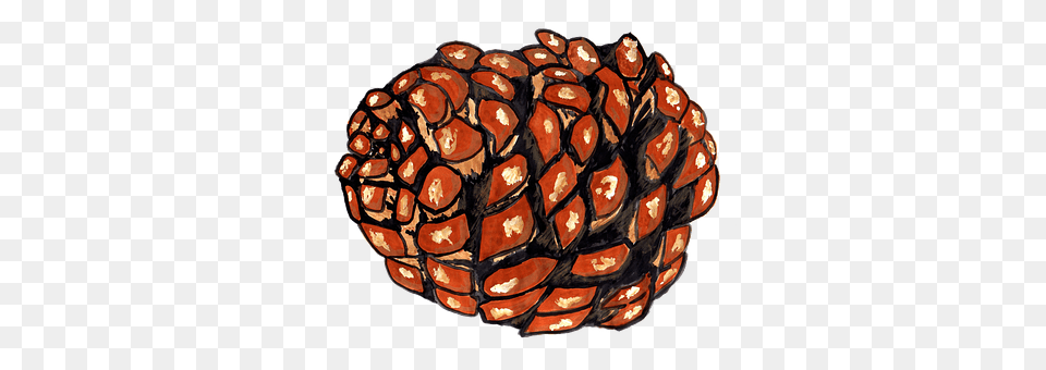 Pine Cones Plant, Tree, Food, Nut Png