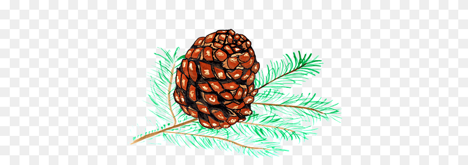 Pine Cones Conifer, Fir, Plant, Tree Free Png Download