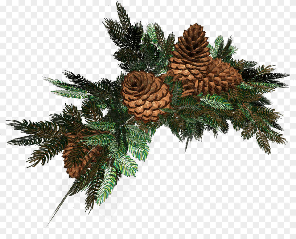 Pine Cones Christmas Christmas Cgi Acrylics Natal Elovie Vetki Na Prozrachnom Fone, Conifer, Plant, Tree, Flower Free Transparent Png